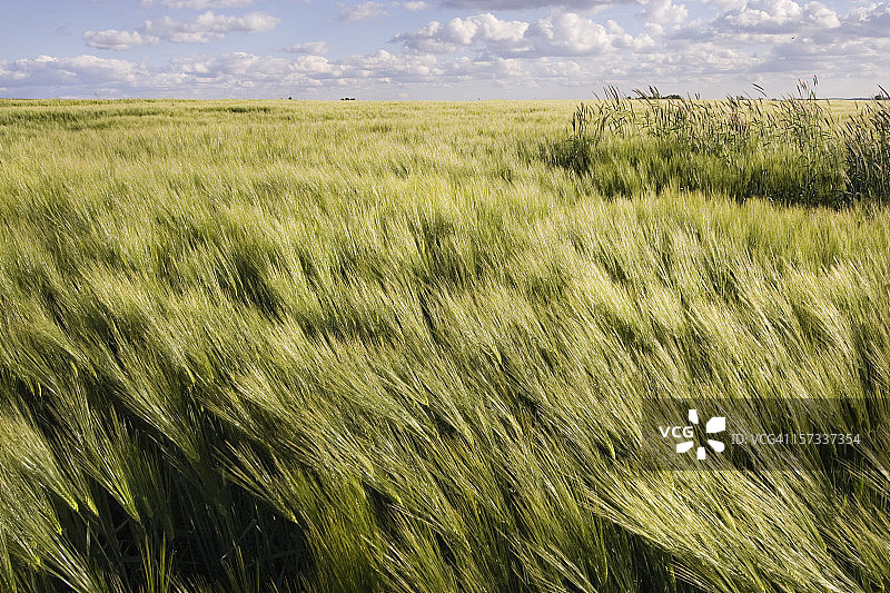 飘扬的麦穗，香气扑鼻图片素材