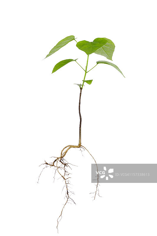 新树与根图片素材