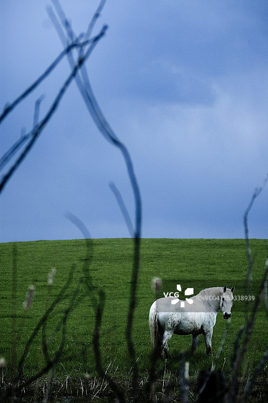 白马 2图片素材