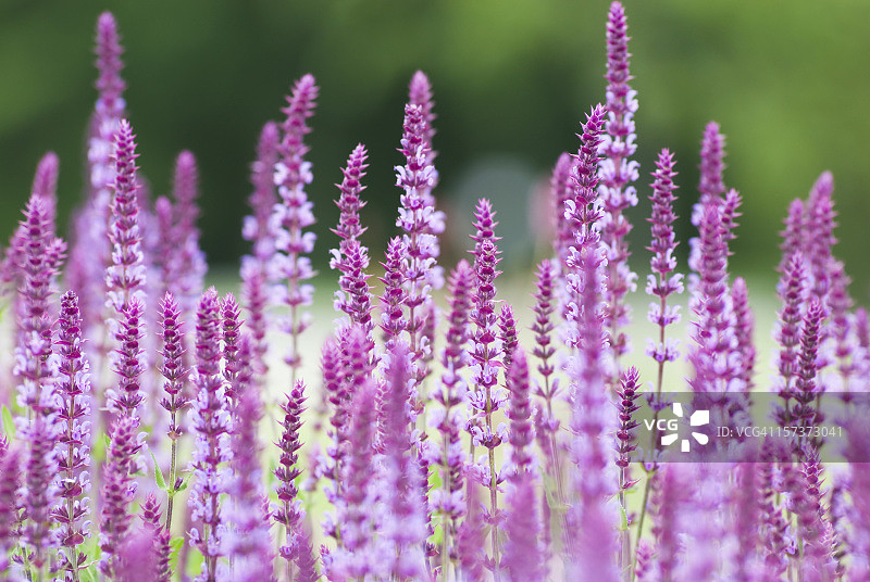 模糊绿色背景上的粉色多年生鼠尾草图片素材