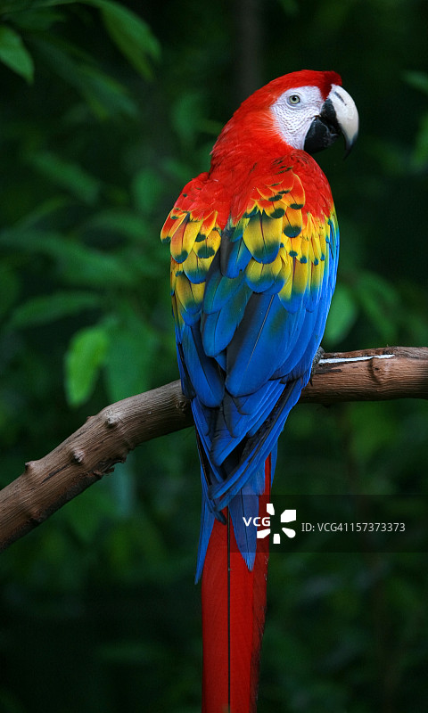 红金刚鹦鹉图片素材