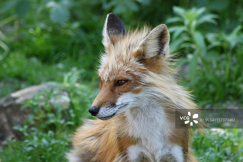 红狐狸侧面图片素材