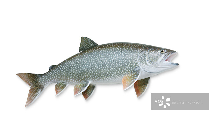 带剪切路径的湖鳟鱼图片素材