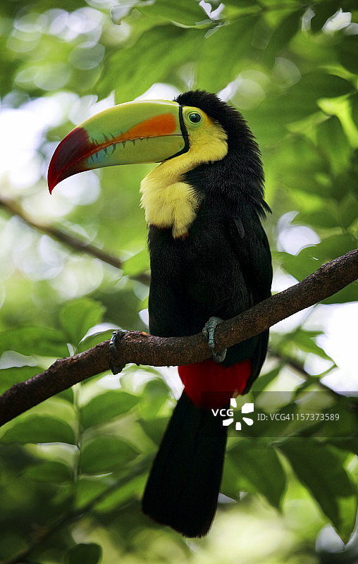 硫黄巨嘴鸟图片素材