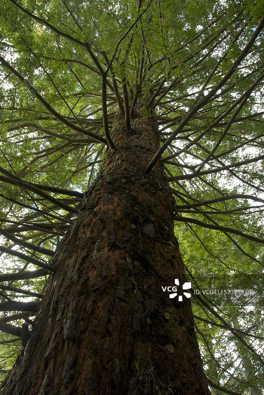 红松树干图片素材