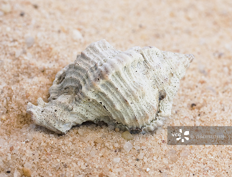 苹果骨螺贝壳图片素材