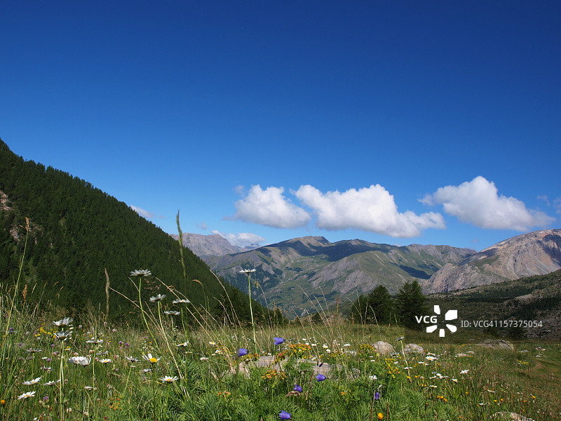 法国阿尔卑斯山花田图片素材