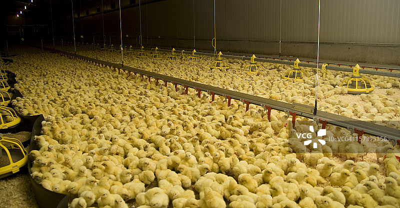 养鸡场的数百只小鸡图片素材