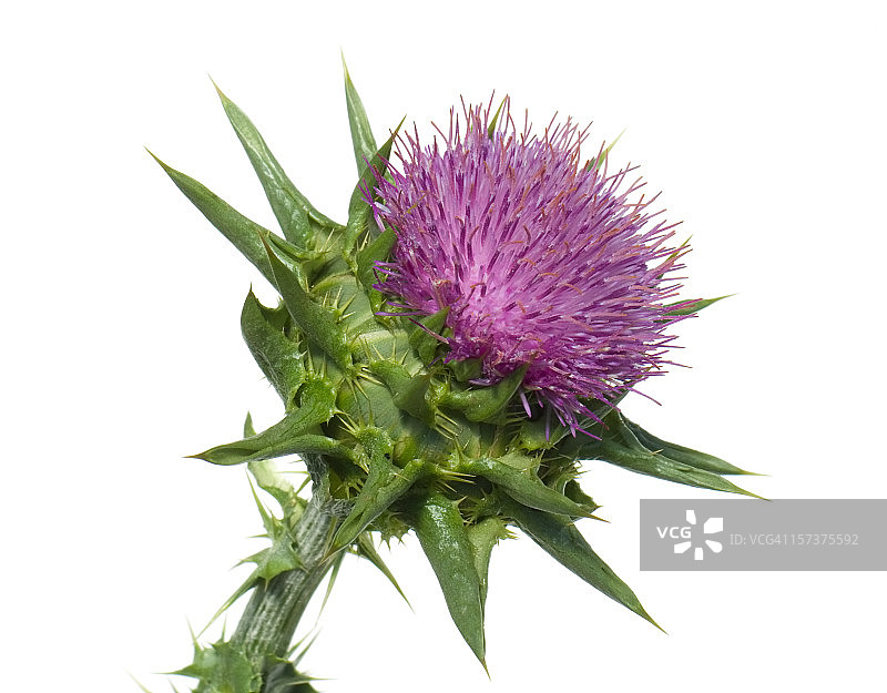 水飞蓟图片素材