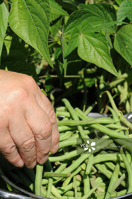 手采矮生法国豆图片素材
