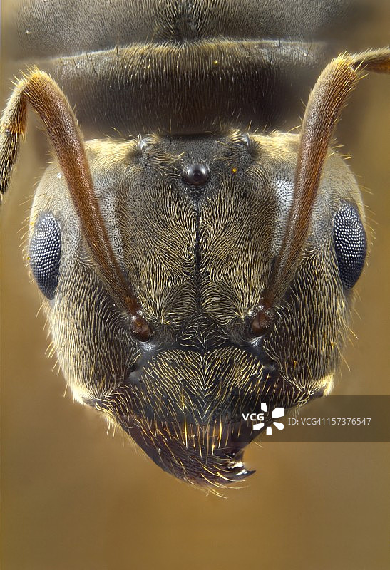 飞行黑蚂蚁蚁后画像图片素材