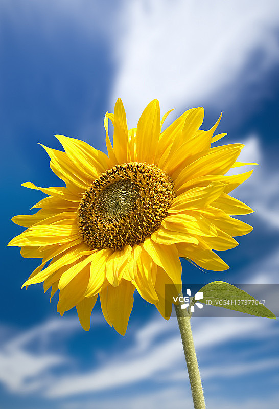 美丽的向日葵图片素材