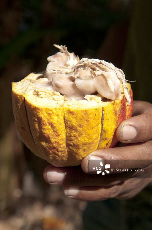 打开的可可豆荚图片素材