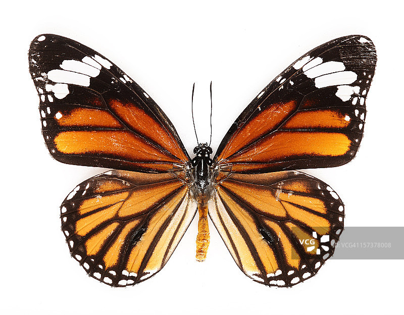 虎斑蝶图片素材