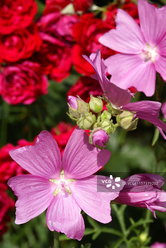 红色玫瑰与木槿图片素材