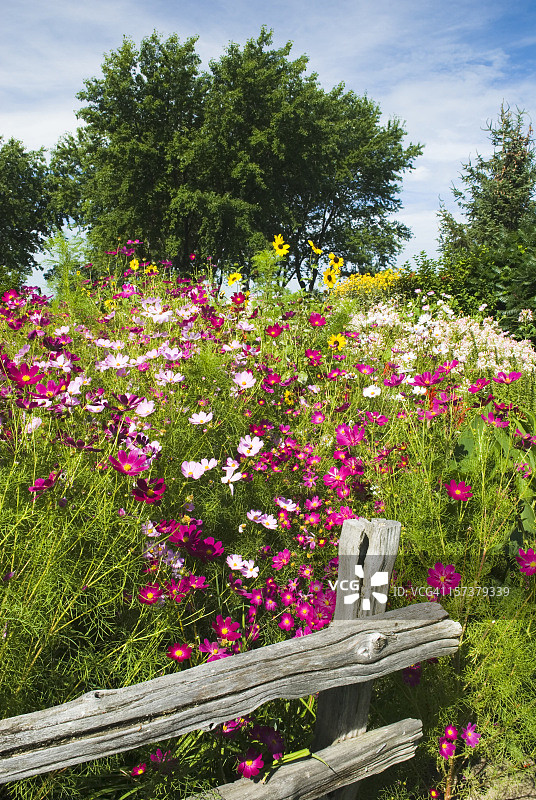 夏日花园-III图片素材