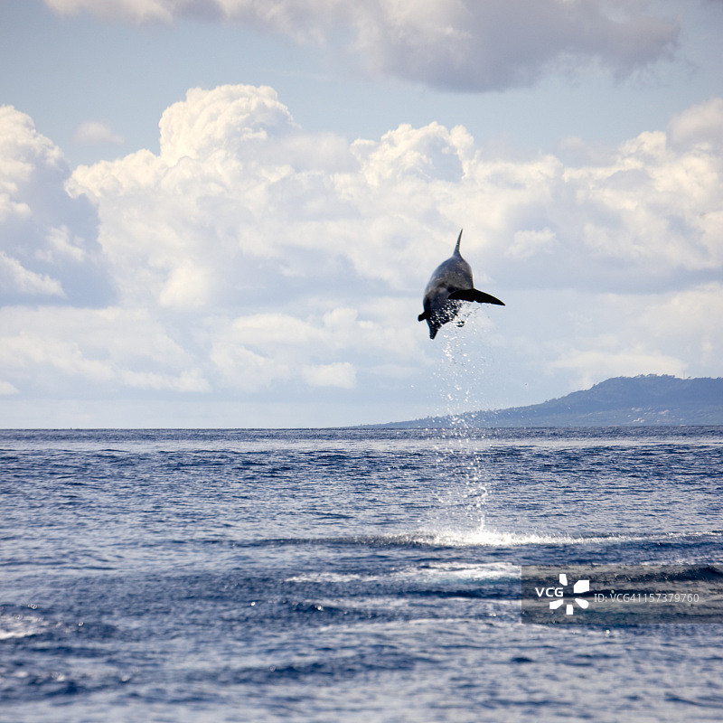 海豚跃入空中图片素材