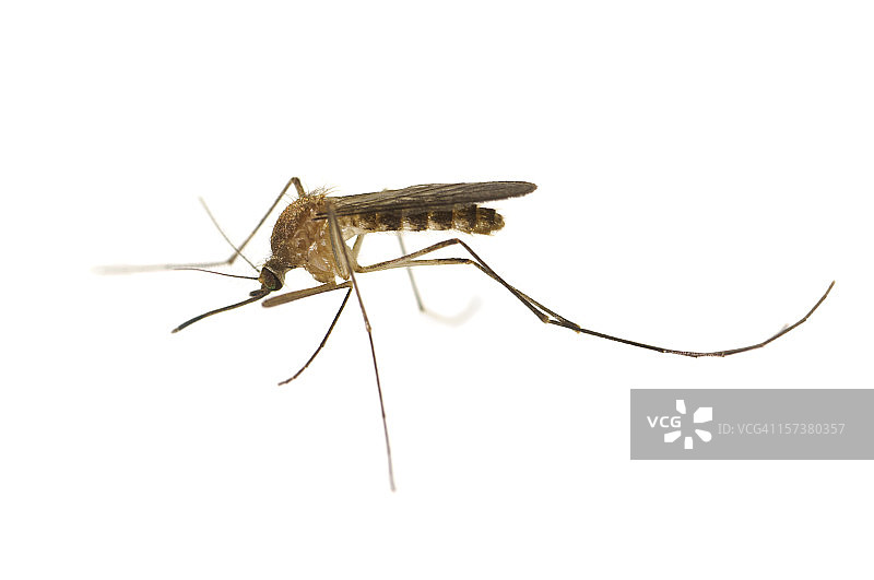 库蚊图片素材
