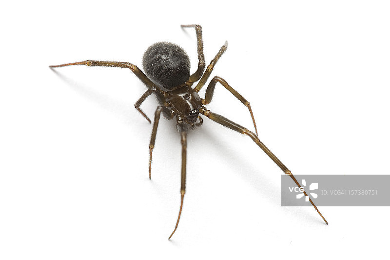 黑寡妇的微距照片，白色背景隔离图片素材