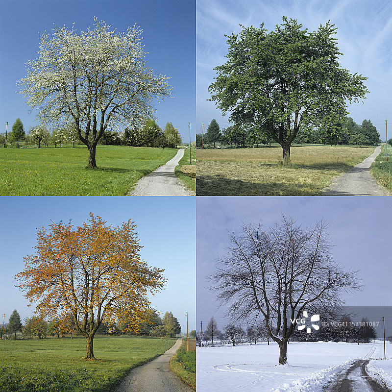 四季（超大尺寸图片）图片素材