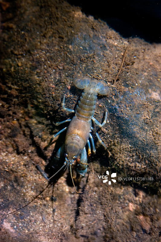 小溪底部的螯虾图片素材