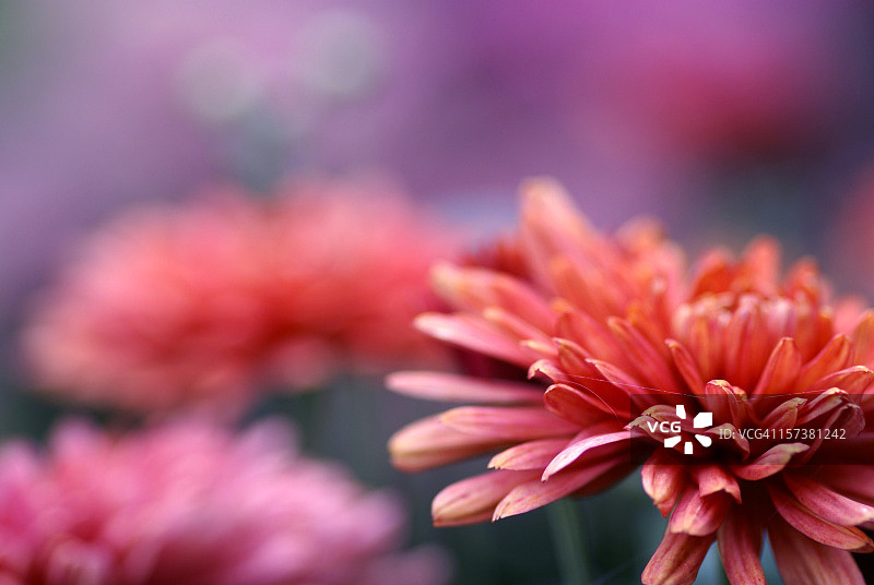 紫菀雏菊细节图片素材