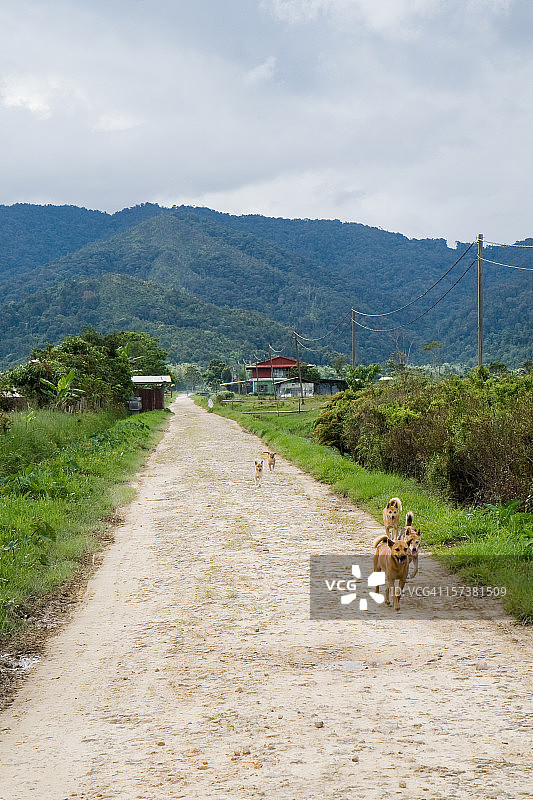 奔跑中的狗狗图片素材