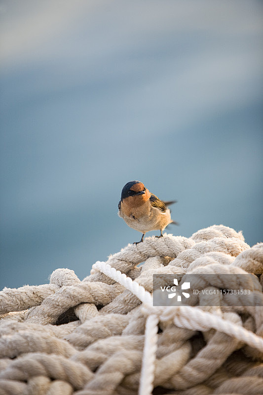 西澳大利亚绳堆上的小鸟图片素材