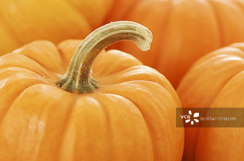 许多带茎的橙色南瓜图片素材