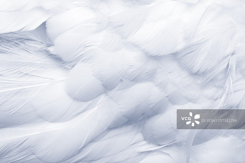鹅毛背景图片素材