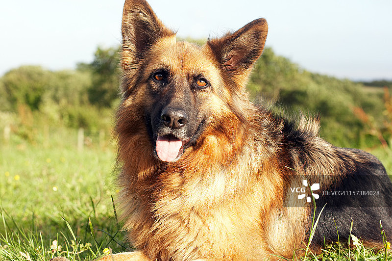 躺在草地上的阿尔萨斯犬图片素材