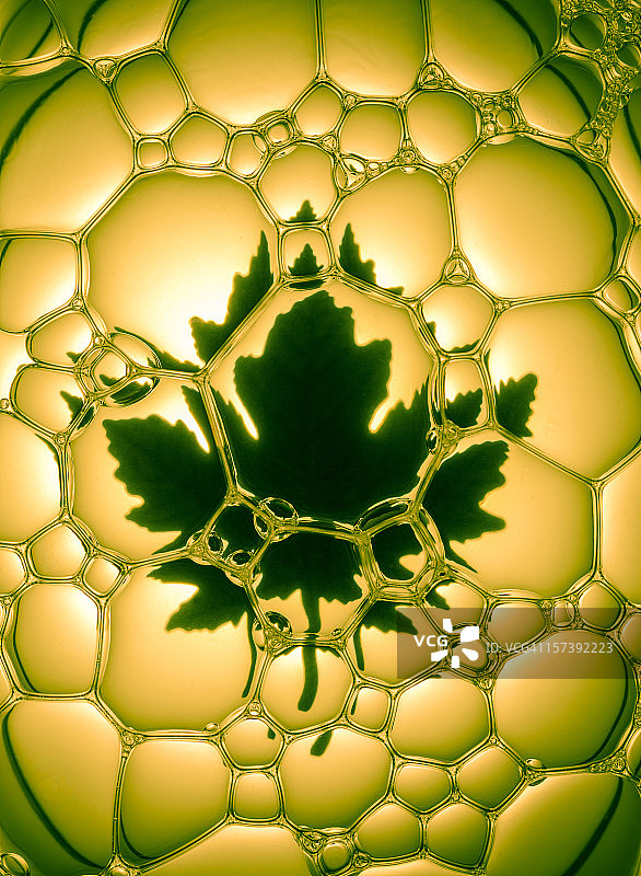 枫叶气泡图片素材