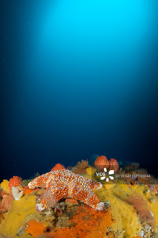 海绵上的海星图片素材