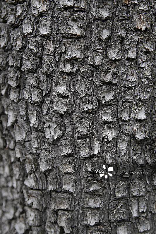 短叶刺柏树皮图片素材