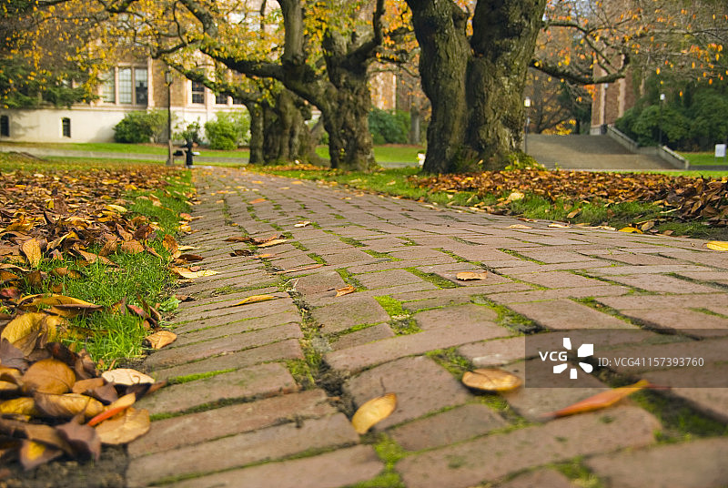 华盛顿大学四合院的砖砌小路图片素材