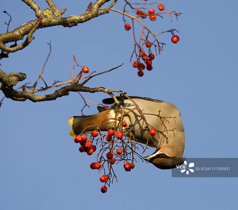 太平鸟食用花楸浆果图片素材