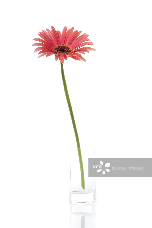 粉色非洲菊小花瓶图片素材