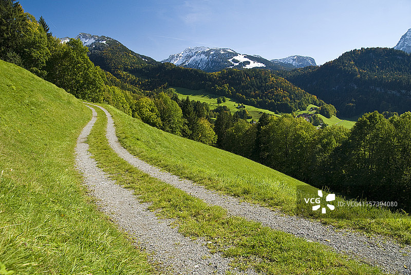 鲜亮的绿色乡村道路和树木图片素材