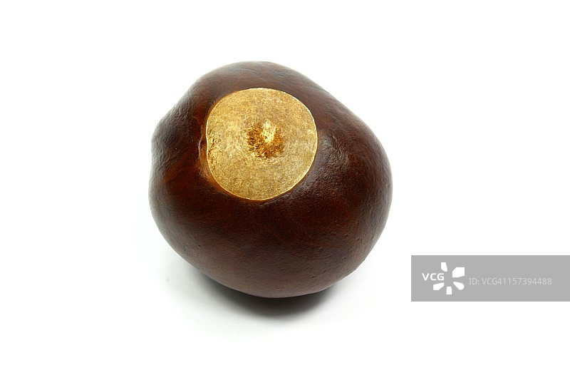 白色背景下分离的俄亥俄七叶树图片素材