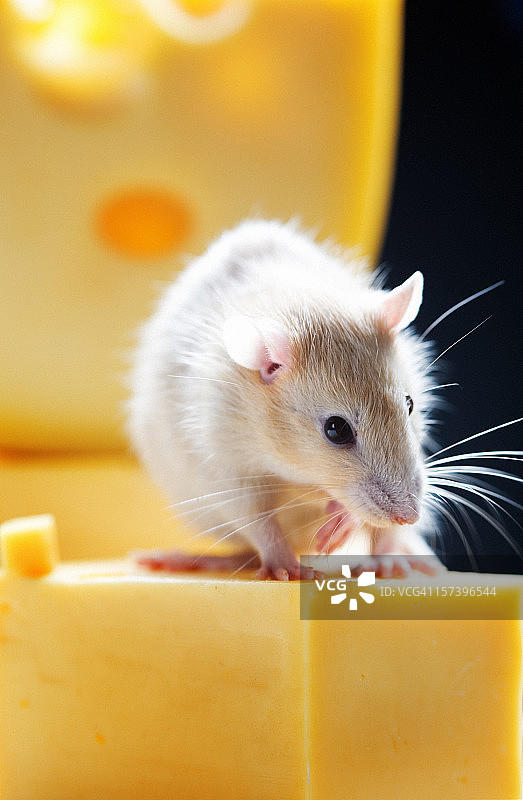 奶酪上的老鼠图片素材