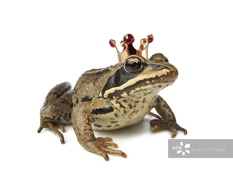 戴着皇冠的青蛙图片素材