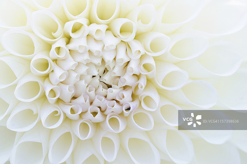 白色大丽花特写图片素材