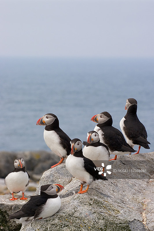 岩石上的七只海鹦图片素材