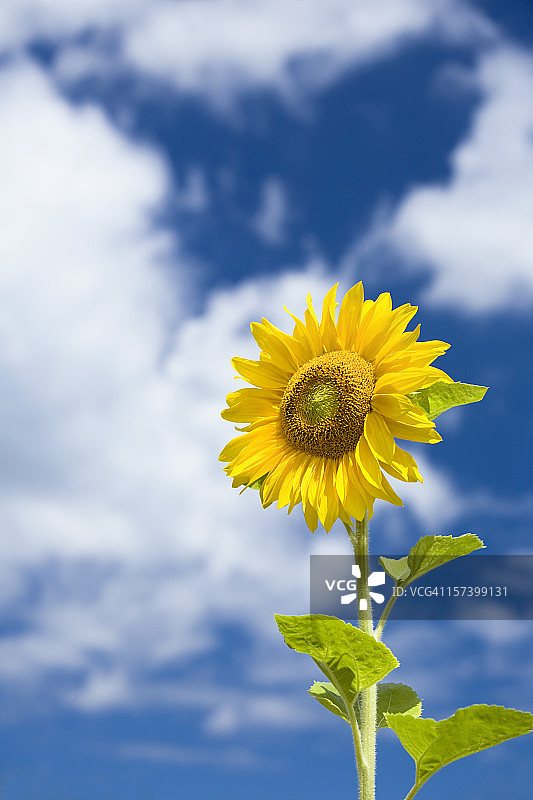 美丽的向日葵图片素材