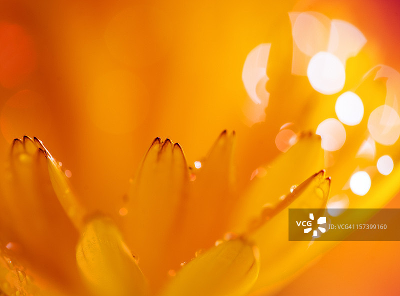 抽象花卉图案图片素材