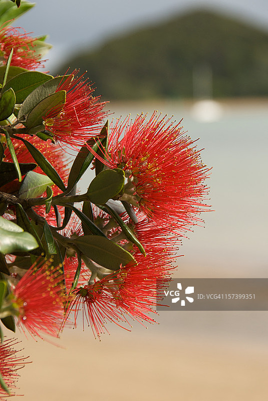 派希亚海滨的蒲胡图卡瓦花图片素材