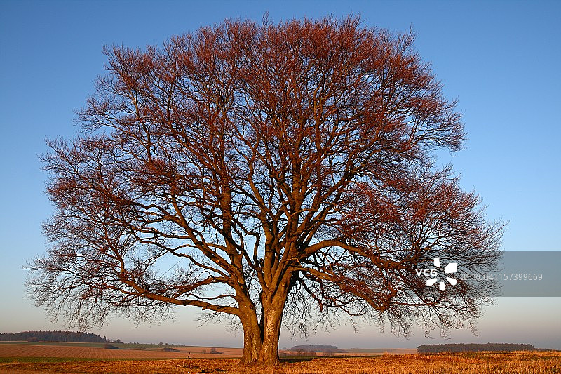 初冬的老山毛榉树图片素材