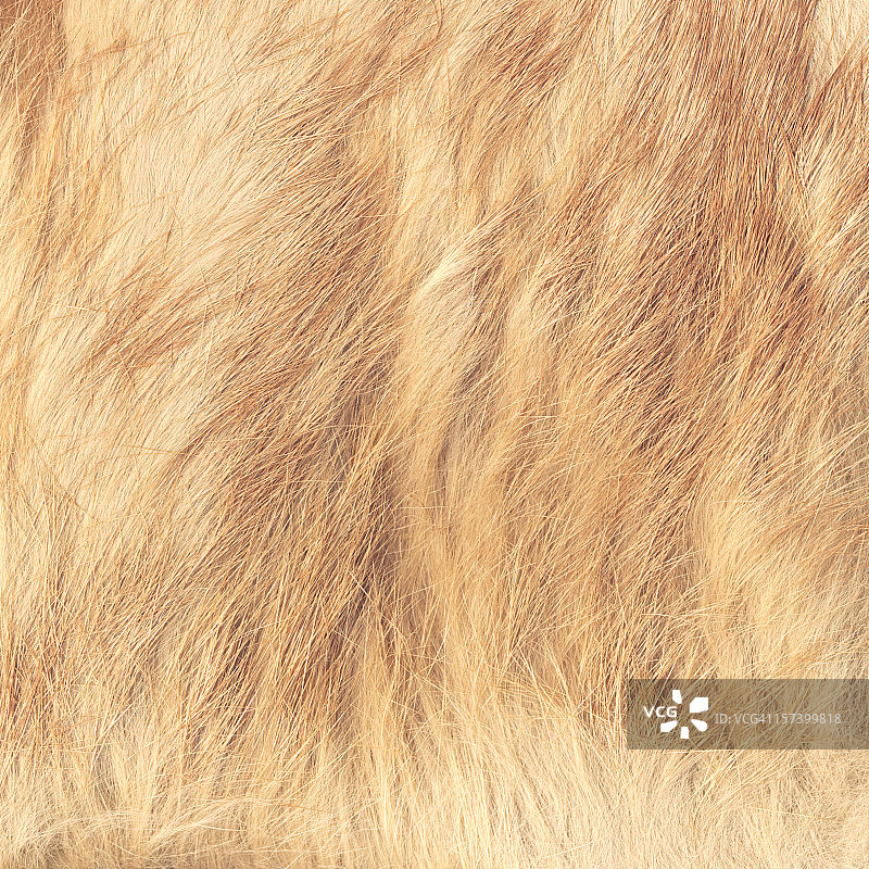 高分辨率金棕色狐狸毛皮纹理样本图片素材