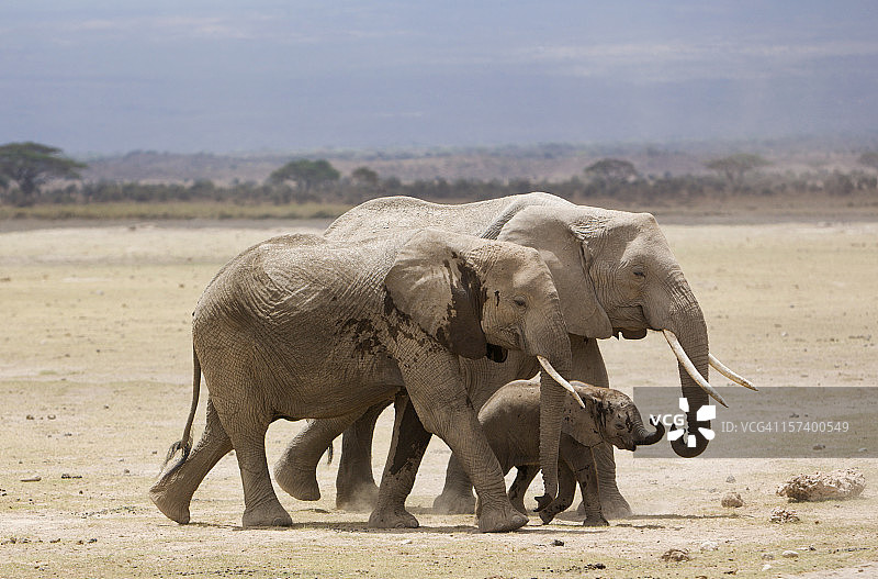 安博塞利的非洲象与小象图片素材