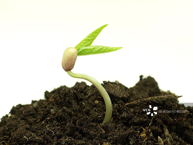 小绿豆图片素材